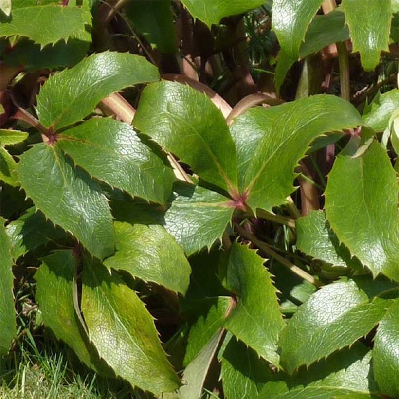 Korsikanjouluruusu - Helleborus argutifolius (Lehvistö)