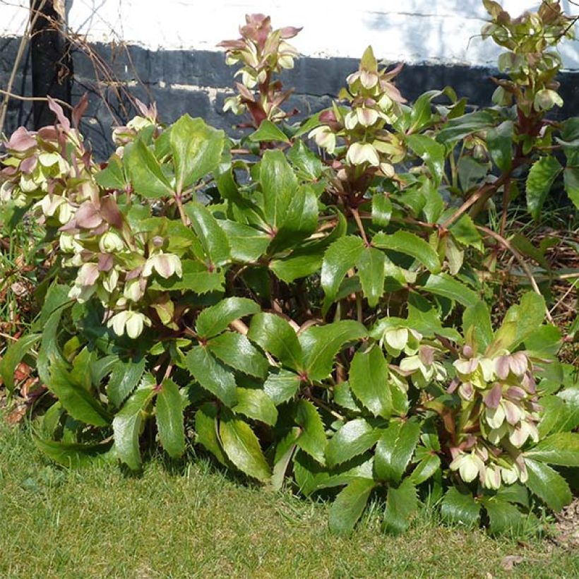 Korsikanjouluruusu - Helleborus argutifolius (Kasvutapa)