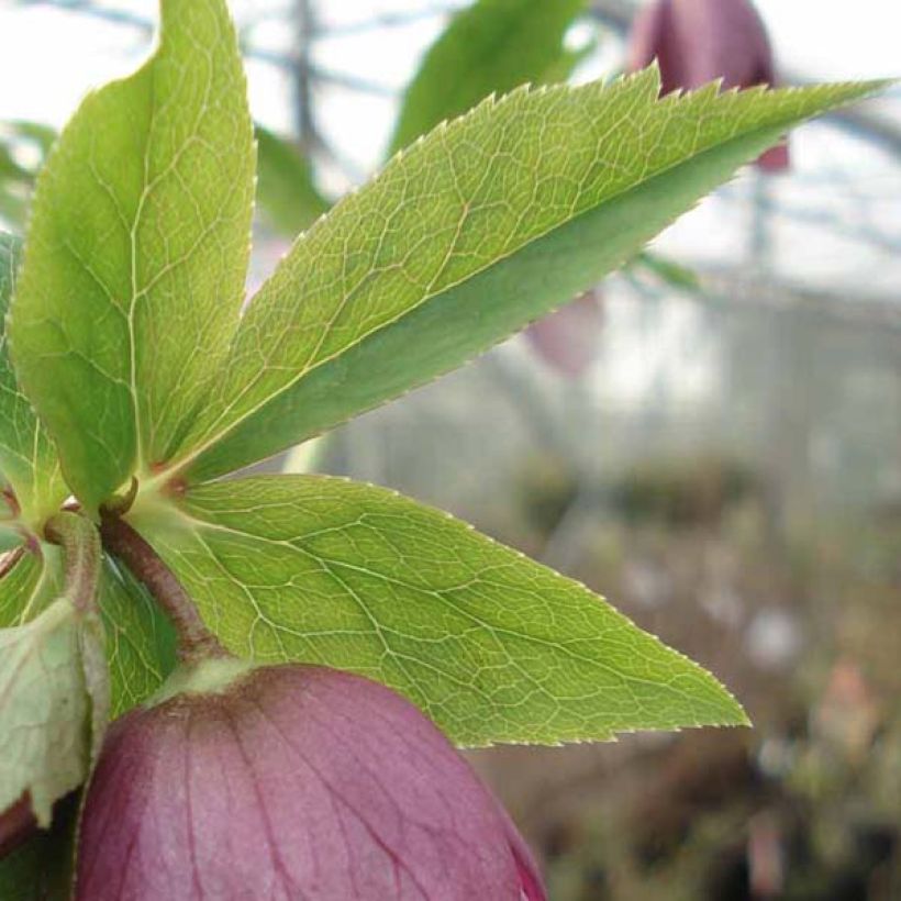 Idänjouluruusu Pink Green Centre (Lehvistö)