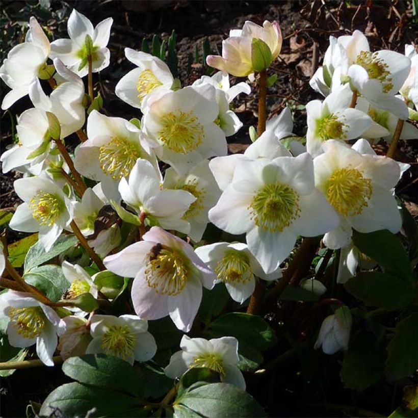 Vaaleajouluruusu vaaleanpunainen - Helleborus niger (Kukinta)