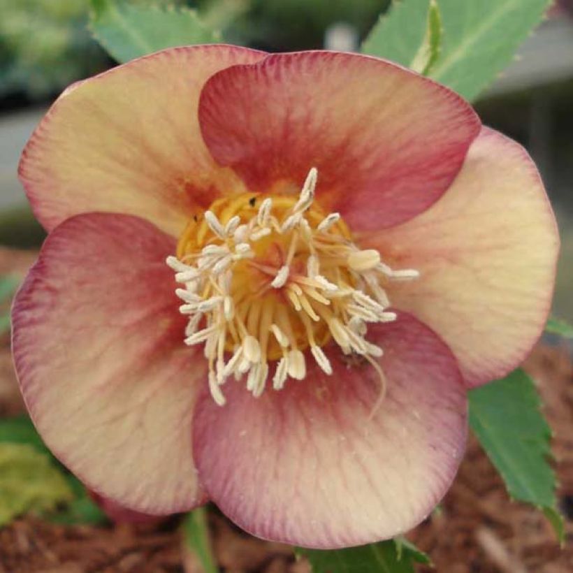 Idänjouluruusu Special Pink (Kukinta)