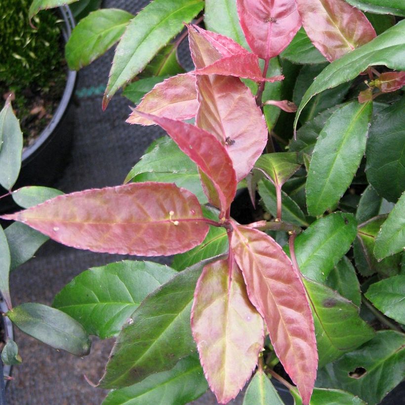 Helwingia chinensis (Lehvistö)