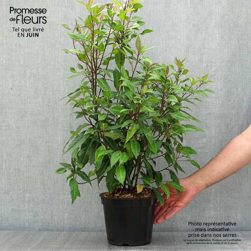 Esimerkki kesällä toimitetusta Helwingia chinensis Pot de 2L/3L-taimesta