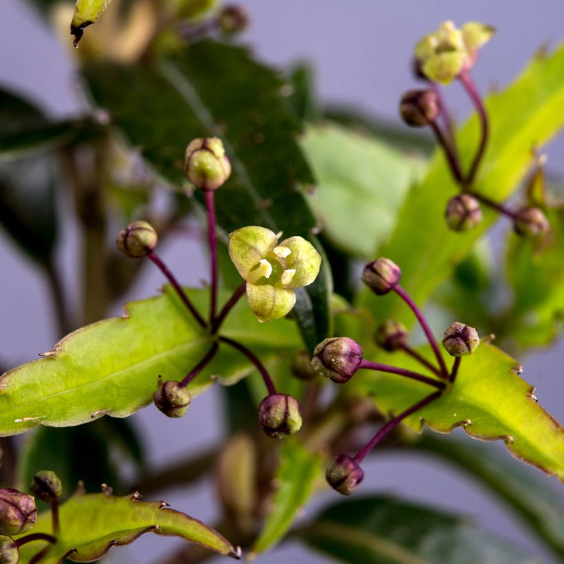 Helwingia chinensis (Kukinta)