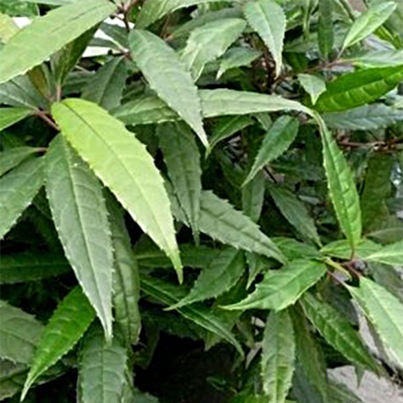 Helwingia chinensis Narrow Leaves (Lehvistö)