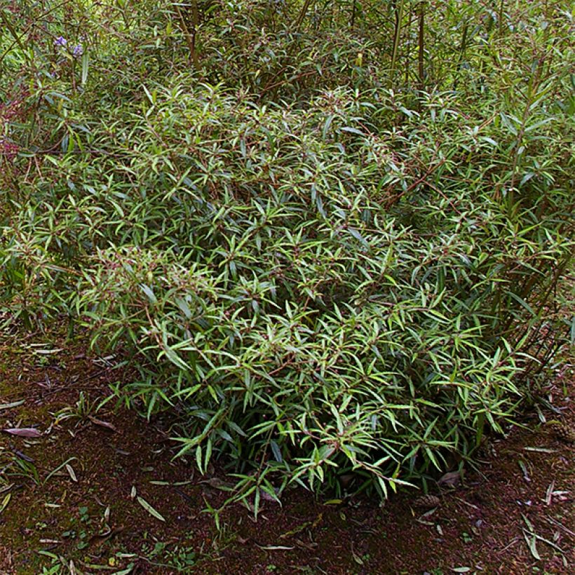 Helwingia chinensis Narrow Leaves (Kasvutapa)