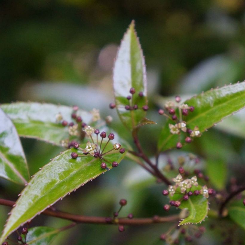 Helwingia himalaica (Kukinta)