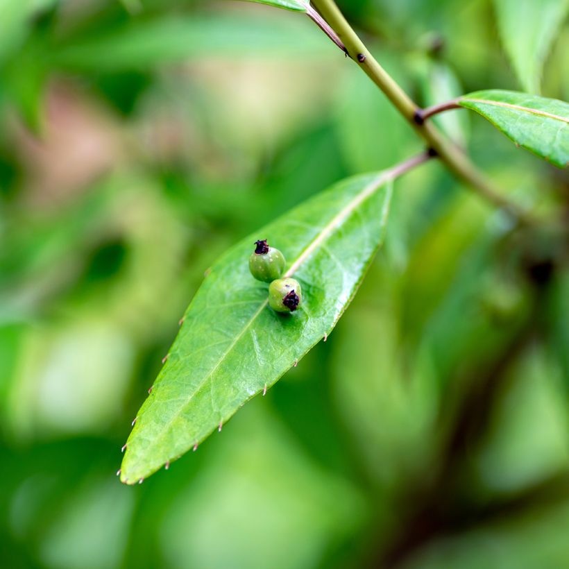 Helwingia himalaica (Lehvistö)