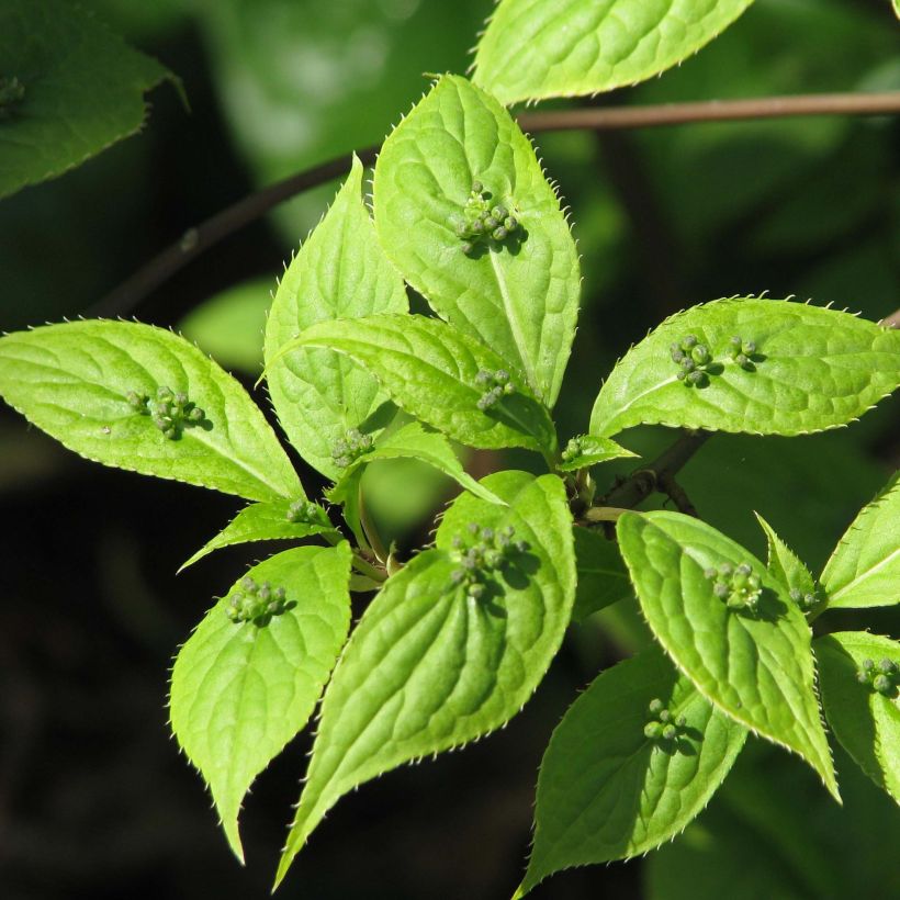 Verkkomarjalapa - Helwingia japonica (Lehvistö)