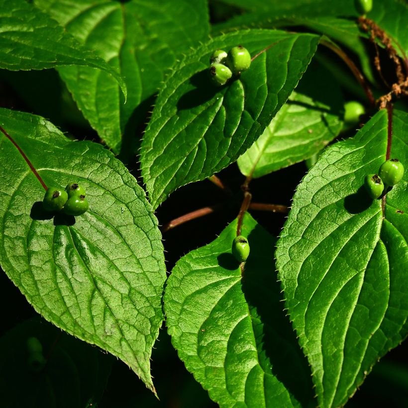 Verkkomarjalapa naaras - Helwingia japonica (Sadonkorjuu)