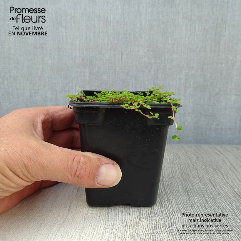 Esimerkki syksyllä toimitetusta Kodinonni - Helxine soleirolii 7/8 cm taimiruukku-taimesta