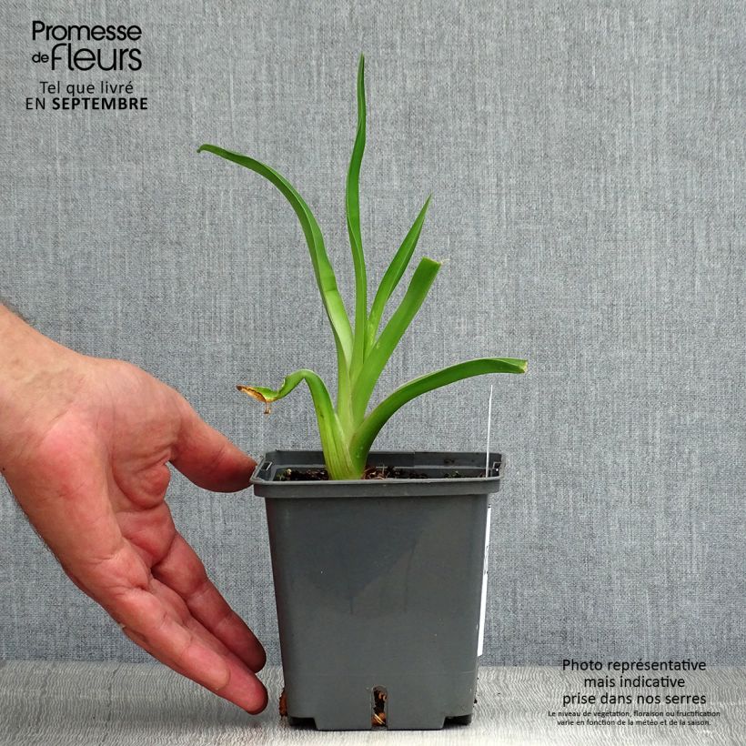 Esimerkki kesällä toimitetusta Tarhapäivänlilja Alaqua Pot de 1L/1,5L-taimesta