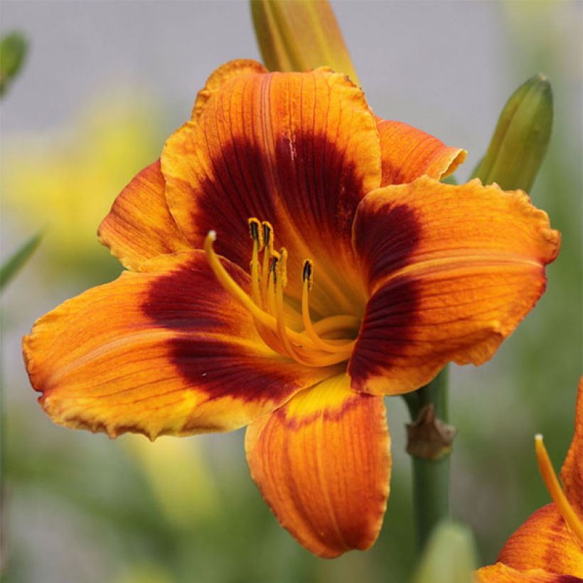 Tarhapäivänlilja Hemerocallis Bandit Man (Kukinta)