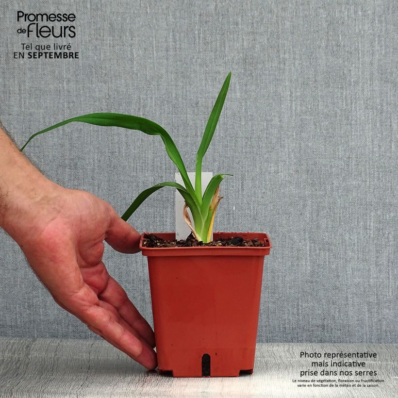 Esimerkki kesällä toimitetusta Tarhapäivänlilja Barbara Mitchell Pot de 1L/1,5L-taimesta