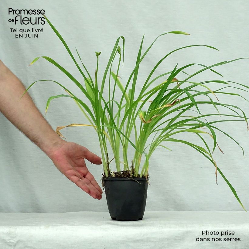 Esimerkki kesällä toimitetusta Tarhapäivänlilja Black Prince Godet de 8/9 cm-taimesta