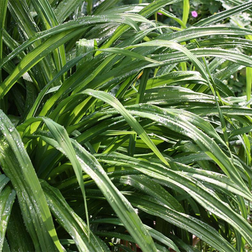 Tarhapäivänlilja Crackling Rosie (Foliage)