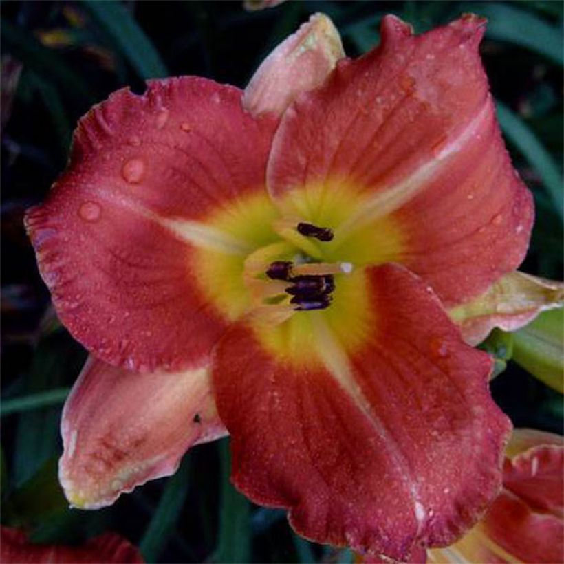 Tarhapäivänlilja Crackling Rosie (Flowering)