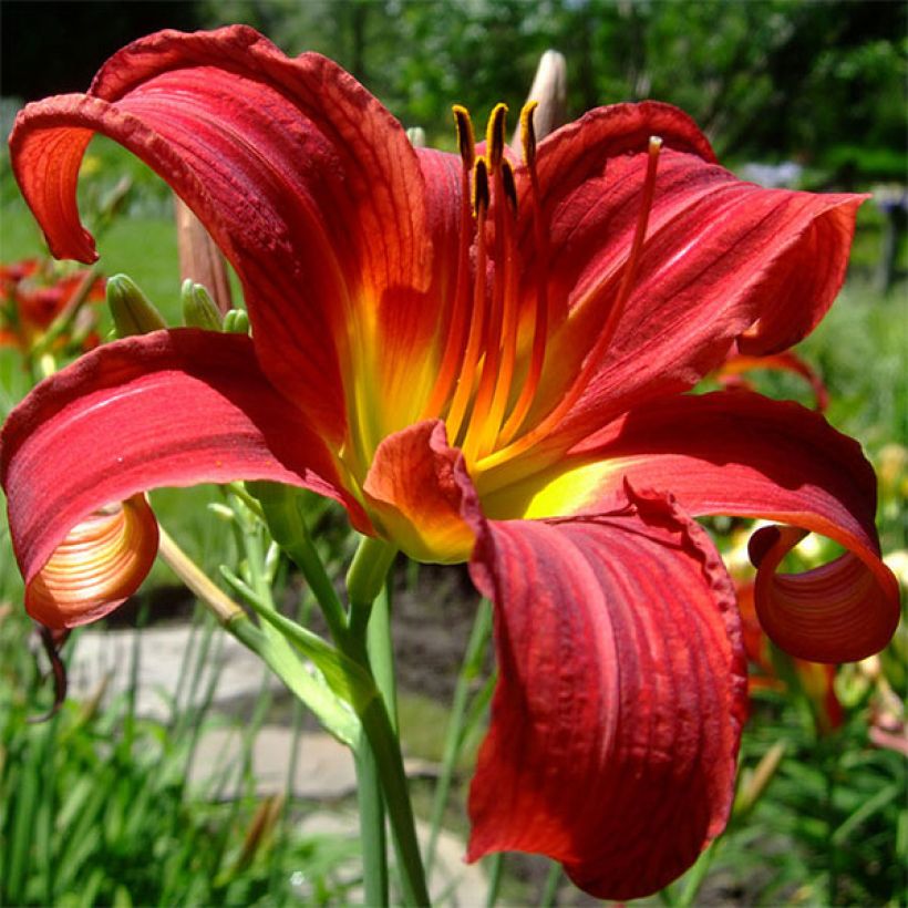 Tarhapäivänlilja Crimson Glory (Kukinta)