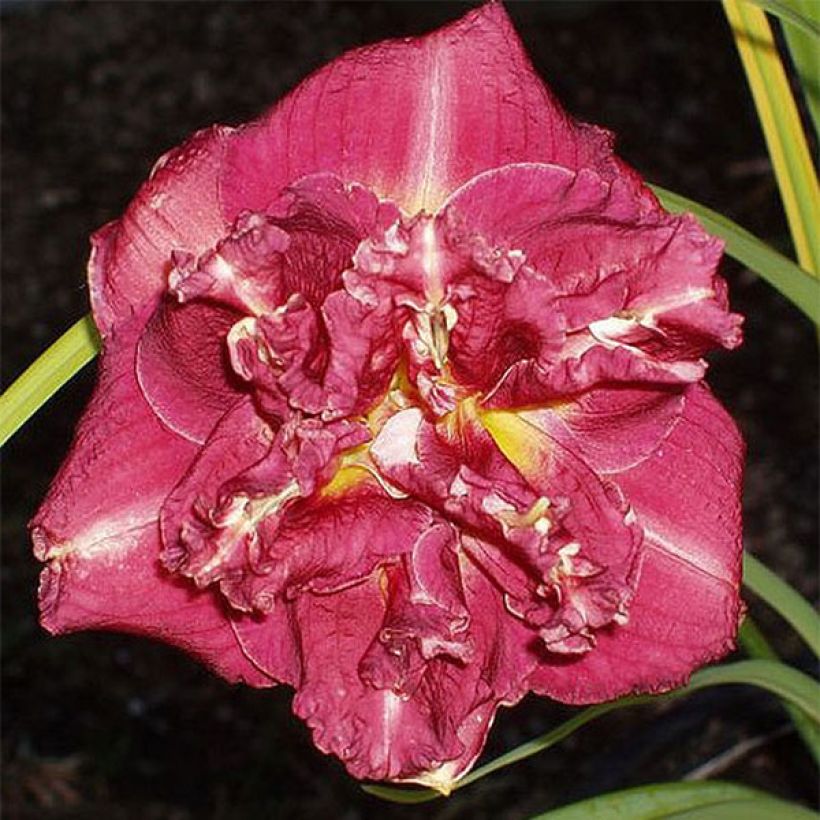 Tarhapäivänlilja Desdemona (Flowering)
