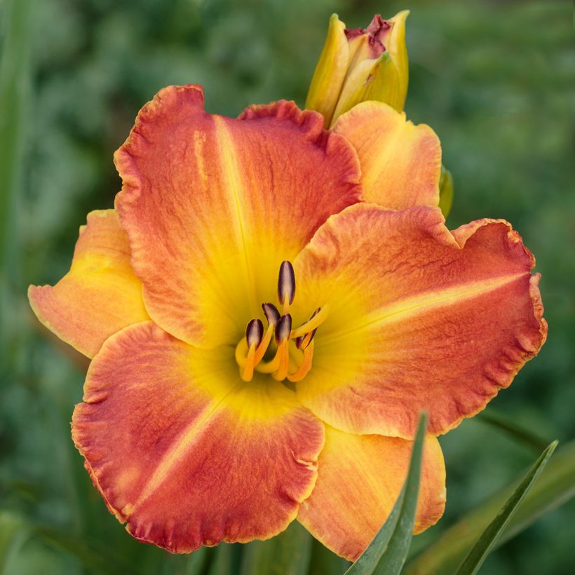 Tarhapäivänlilja Everydaylily Bronze (Kukinta)