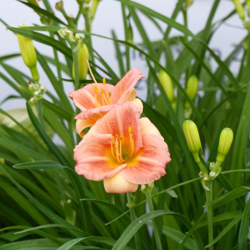 Tarhapäivänlilja Everydaylily Cerise (Kukinta)