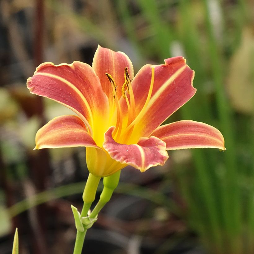 Tarhapäivänlilja Everydaylily Red Ribs (Kukinta)
