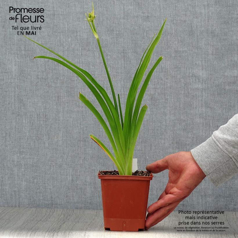 Esimerkki keväällä toimitetusta Tarhapäivänlilja In Excess Pot de 1L/1,5L-taimesta
