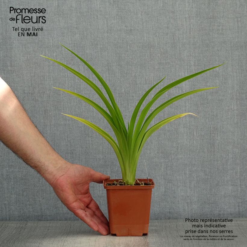 Esimerkki keväällä toimitetusta Tarhapäivänlilja Indy Reflections Pot de 1L/1,5L-taimesta