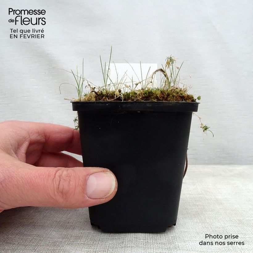 Esimerkki talvella toimitetusta Tarhapäivänlilja Jannick's Choice Godet de 8/9 cm-taimesta