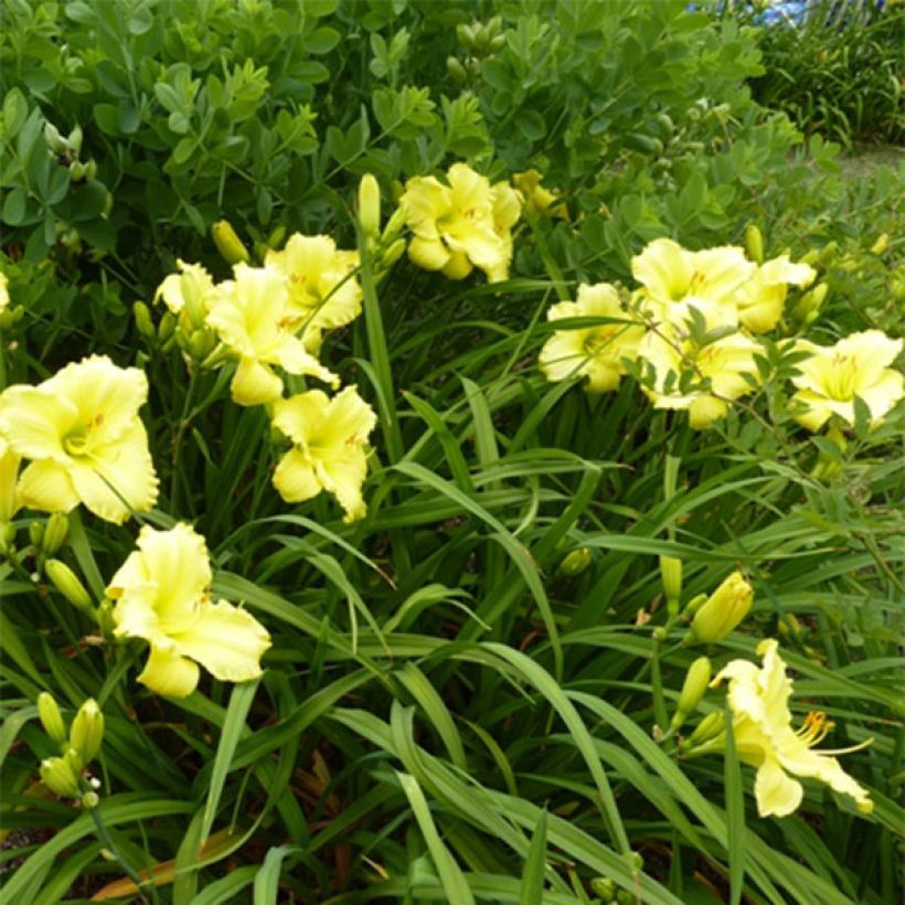 Tarhapäivänlilja Lemon Lyric (Kukinta)