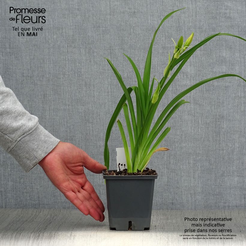 Esimerkki keväällä toimitetusta Tarhapäivänlilja Nagasaki Pot de 1L/1,5L-taimesta