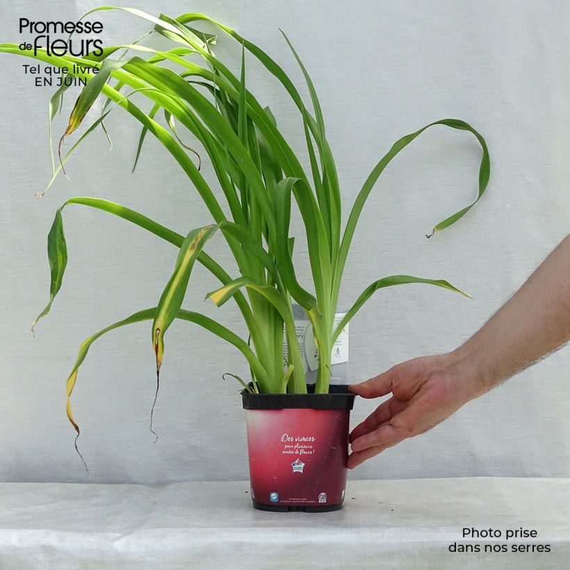 Esimerkki kesällä toimitetusta Tarhapäivänlilja Red Rum Pot de 2L/3L-taimesta