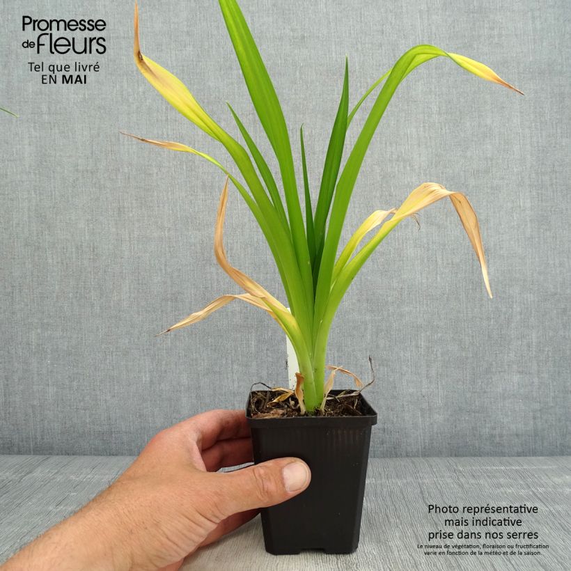 Esimerkki keväällä toimitetusta Tarhapäivänlilja Red Rum Godet de 8/9 cm-taimesta