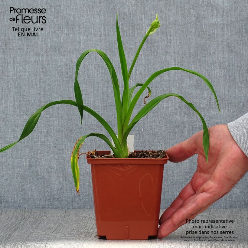 Esimerkki keväällä toimitetusta Tarhapäivänlilja Sabine Baur Pot de 1L/1,5L-taimesta