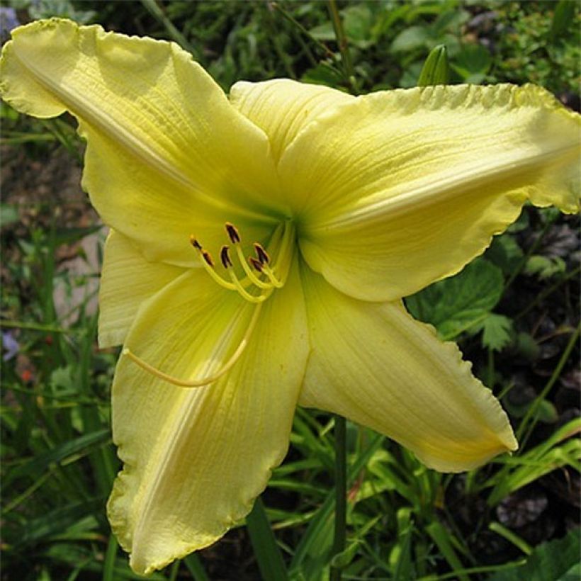Tarhapäivänlilja Soft Cashmere (Kukinta)