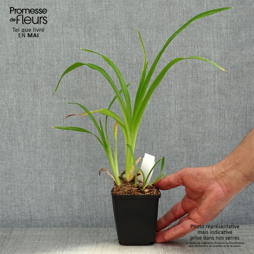 Esimerkki keväällä toimitetusta Tarhapäivänlilja Spacecoast Starburst Godet de 8/9 cm-taimesta