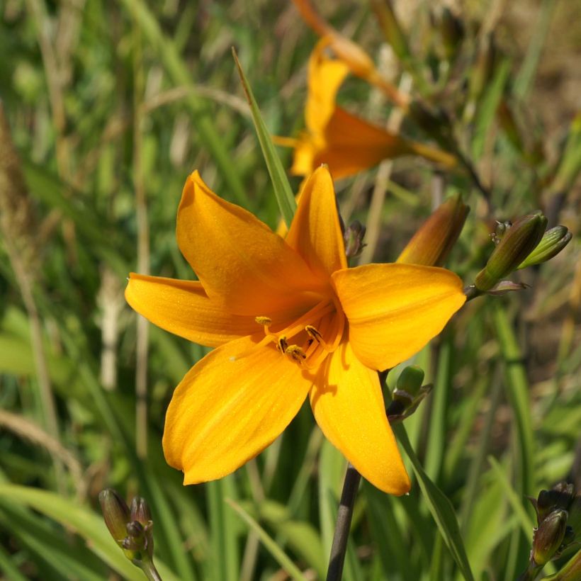 Tarhapäivänlilja Thumbelina (Kukinta)