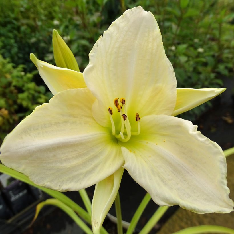 Tarhapäivänlilja White Temptation (Kukinta)