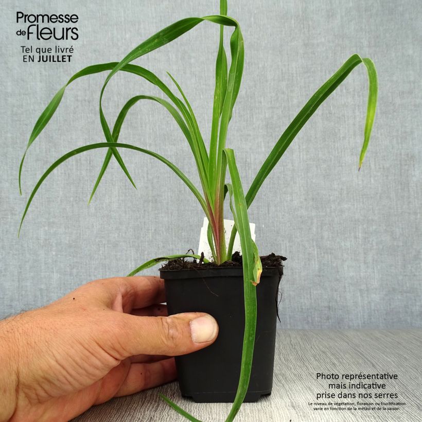 Esimerkki kesällä toimitetusta Syyspäivänlilja - Hemerocallis citrina Godet de 8/9 cm-taimesta