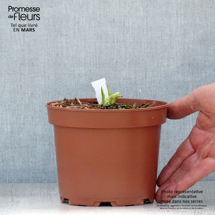 Esimerkki keväällä toimitetusta Syyspäivänlilja - Hemerocallis citrina Pot de 2L/3L-taimesta