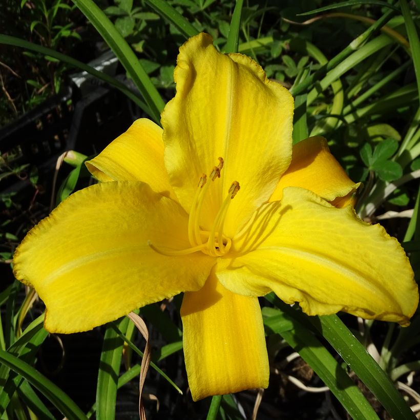 Päivänlilja Buttercup luomu (Kukinta)