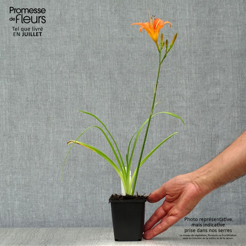 Esimerkki kesällä toimitetusta Rusopäivänlilja - Hemerocallis fulva Taimiruukku 8/9 cm-taimesta