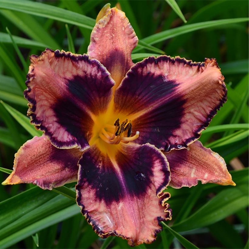 Tarhapäivänlilja Exotic Treasure (Kukinta)
