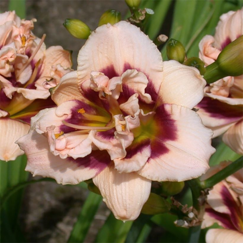Tarhapäivänlilja Roswitha (Kukinta)