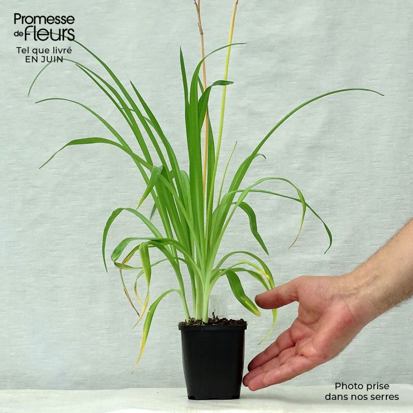 Esimerkki kesällä toimitetusta Kultapäivänlilja - Hemerocallis middendorffii Godet de 8/9 cm-taimesta