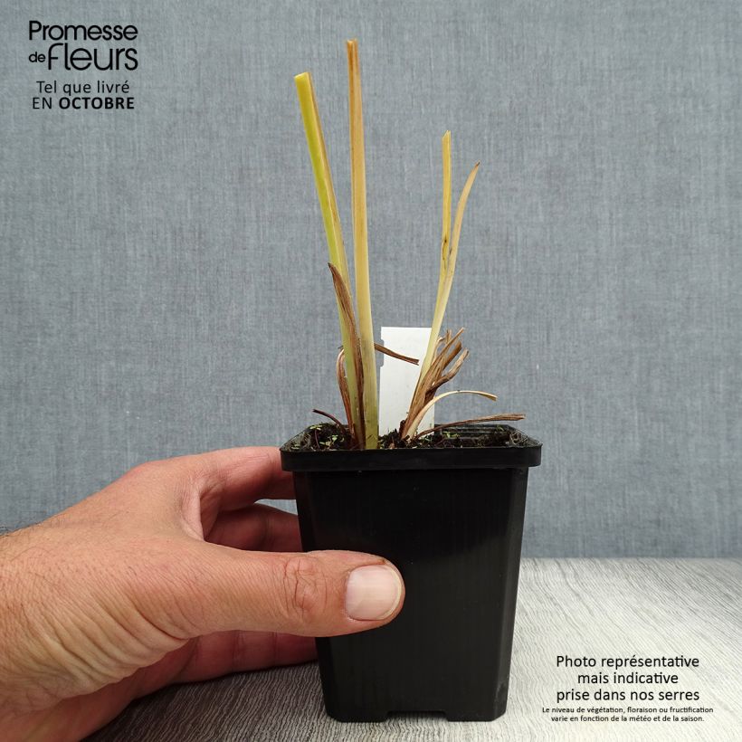 Esimerkki syksyllä toimitetusta Kultapäivänlilja - Hemerocallis middendorffii 8/9 cm taimiruukku-taimesta