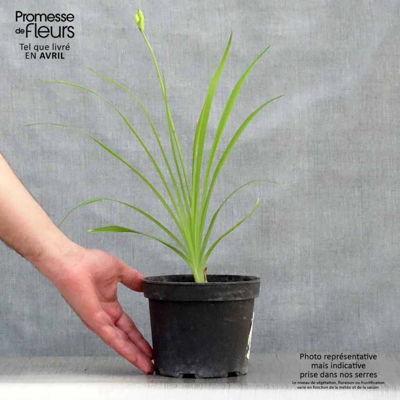 Esimerkki keväällä toimitetusta Kultapäivänlilja - Hemerocallis middendorffii Pot de 2L/3L-taimesta