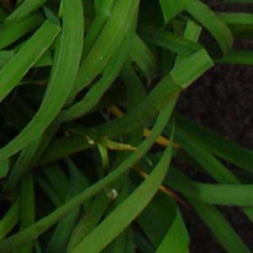 Siperiankurjenmiekka Moon Silk (Lehvistö)