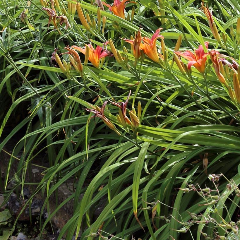 Rusopäivänlilja - Hemerocallis fulva (Lehvistö)