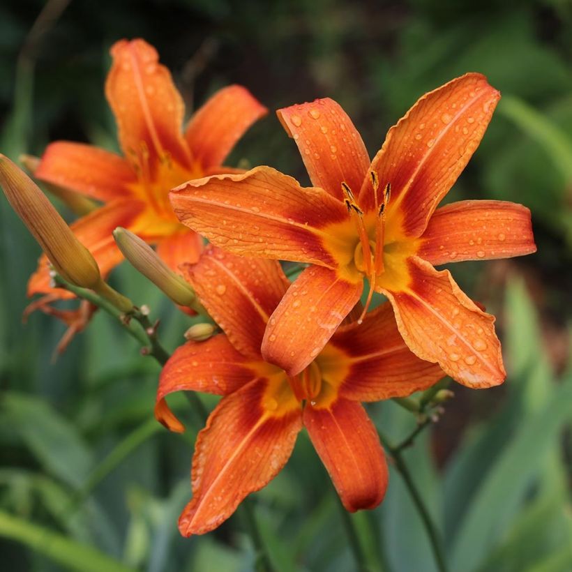 Rusopäivänlilja - Hemerocallis fulva (Kukinta)
